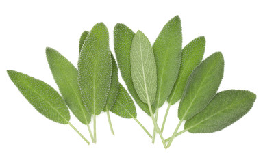 Sage leaves isolated on white background cutout.