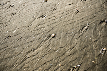 Muschel im Sand