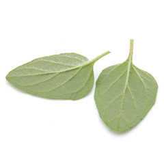 Oregano or marjoram leaves isolated on white background cutout