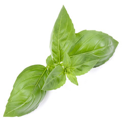 sweet basil herb leaves isolated on white background. Genovese basil leaf.