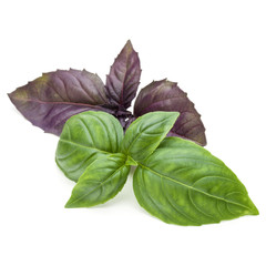 Close up studio shot of fresh green and red basil herb leaves mix isolated on white background....