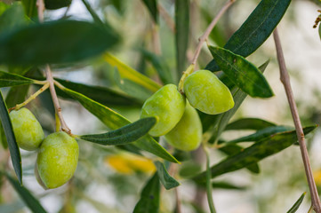 Green olives on branches close up. Soft focus
