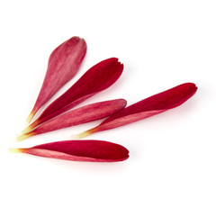 Red chrysanthemum flower petals isolated on white background
