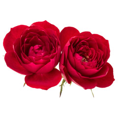 two red rose flowers isolated on white background cutout