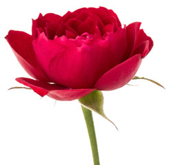 one red rose flower head isolated on white background cutout