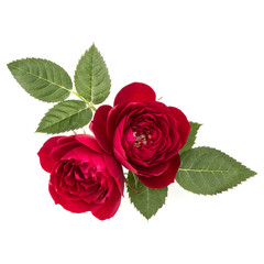 two red rose flowers  isolated with leaves on white background cutout