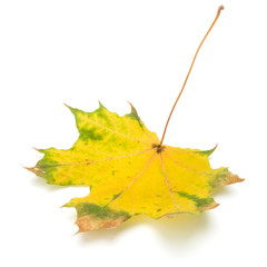 colorful autumn maple leaf isolated on white