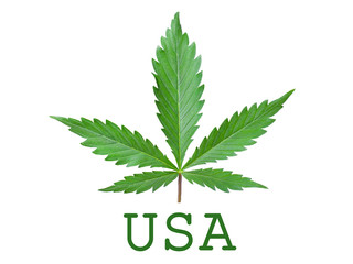 marijuana legalization symbol in usa green cannabis leaf isolated on white background,Green United States logo