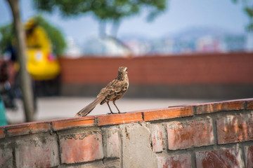 little bird sunbathing