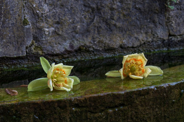 Close up of two tulip tree flowers (Liriodendron tulipifera) on stone with water in the background.