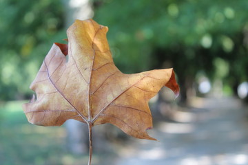 Foglie gialle in una giornata d'autunno