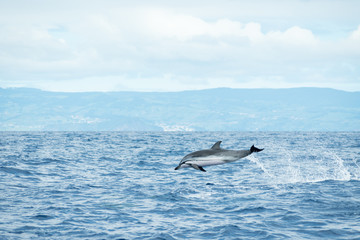 Obraz premium A Striped Dolphin (Stenella coeruleoalba) leaps out of the water in the Atlantic Ocean off the coast of Pico Island in the Azores archipelago. Water trails are falling from its tail while in the air.