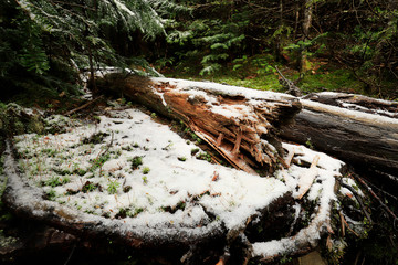 Fototapeta premium first snow
