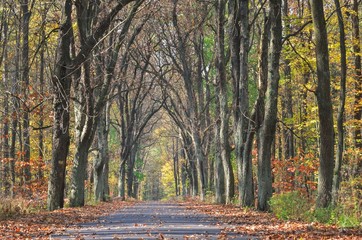 Beautiful autumn landscape. Asphalt road in the forest among colorful trees.