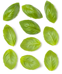 Collection of Sweet Basil herb leaves isolated on white background closeup. Flat lay, top view. Set.