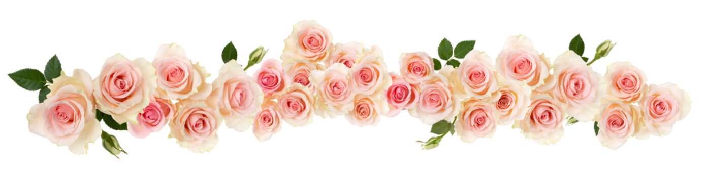 pink Rose flower  border isolated on white background cutout. Banner. Wedding concept.