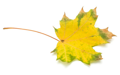 colorful autumn maple leaf isolated on white