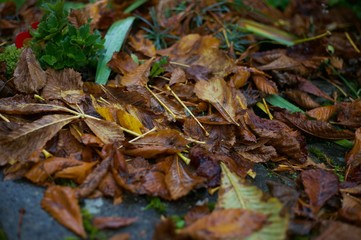 autumn leaves on the ground