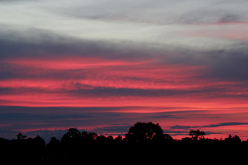 Sunset, pink sky, dawn with black silhouette of trees