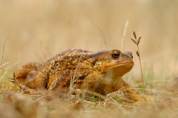 European common toad, background color Animals Wildlife