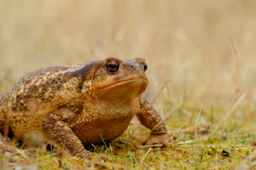 European common toad, background color Animals Wildlife