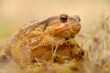 European common toad, background color Animals Wildlife