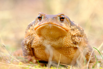 European common toad, background color Animals Wildlife
