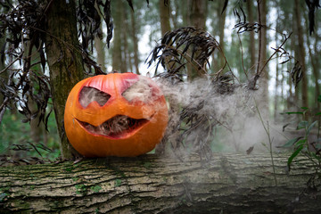 rauchender Halloween Kürbis outdoor im Auwald