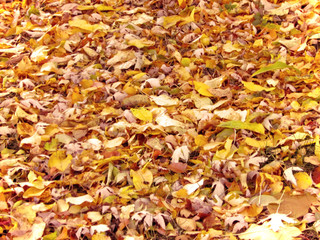 Fallen autumn leaves background