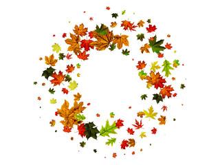 Fall leaves. Autumn season pattern isolated on white background. Thanksgiving concept