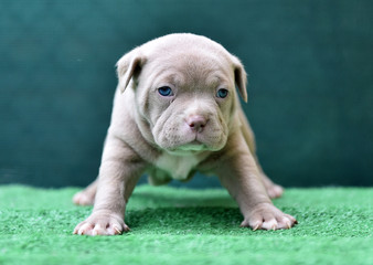 american bull dog