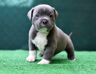 american bully cachorro