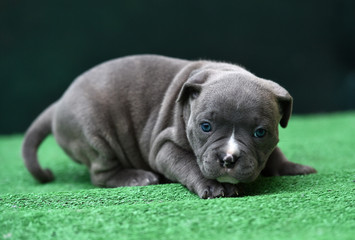 cachorro de pit bull