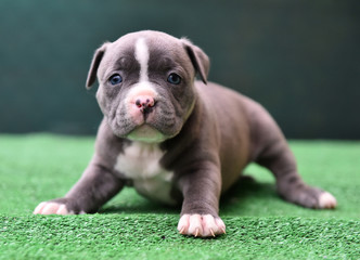 cachorro de perro american bully