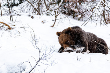 A bear in winter concentrates on eating