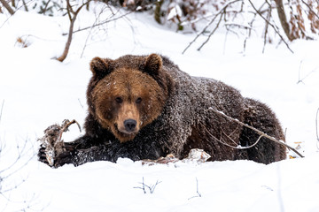 Obraz premium A bear in the winter looks into the distance with his head lowered