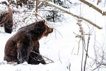A bear stares to the side