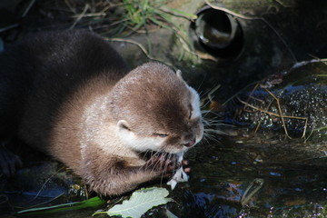 Obraz premium otter in river