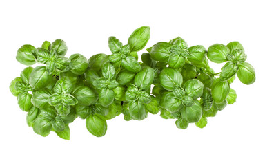 Fresh sweet Genovese basil bouquet isolated on white background cutout. Top view.