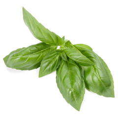 sweet basil herb leaves isolated on white background. Genovese basil leaf.
