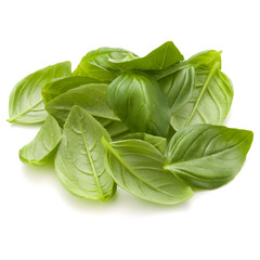 Sweet basil herb leaves handful isolated on white background closeup