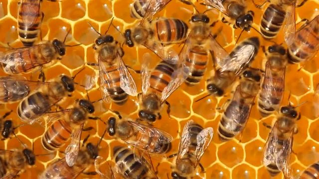 Work of young bees inside the hive. Bees build honeycombs and convert nectar in to honey.