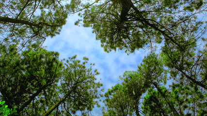 Tree in the sky