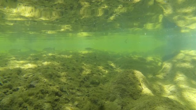 Calm river under trees, moving camera over and under water surface, Spain, La Muga, Catalonia