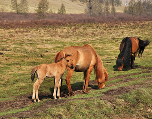 Gorkhi-Terelj National Park. Mongolia