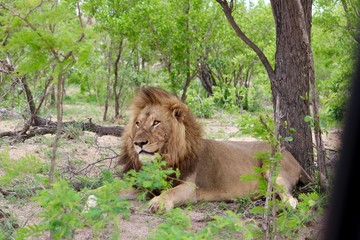 male lion in trees