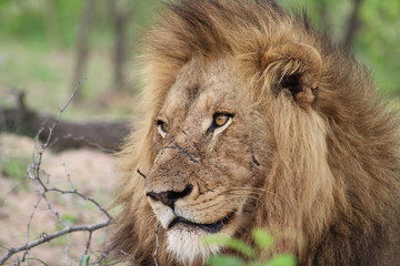 close up of lion with scar 