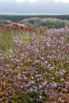 Stunning garden at Hauser & Wirth Gallery named the Oudolf Field, at Durslade Farm, Somerset UK. Designed by landscape artist Piet Oudolf, photographed in autumn.