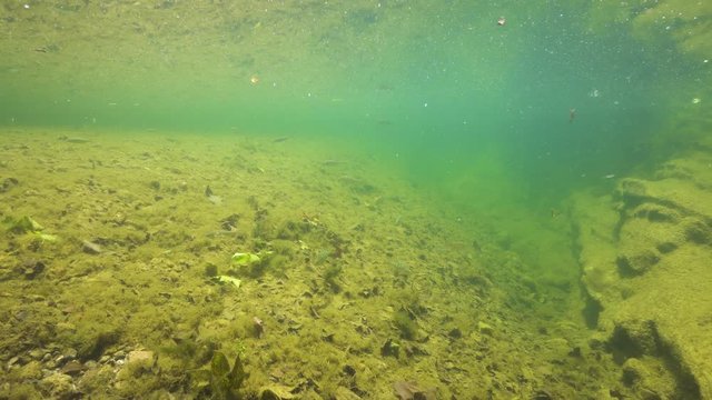 Drifting slowly underwater in a river with various freshwater fish, Spain, La Muga, Catalonia