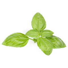 sweet basil herb leaves isolated on white background. Genovese basil leaf.